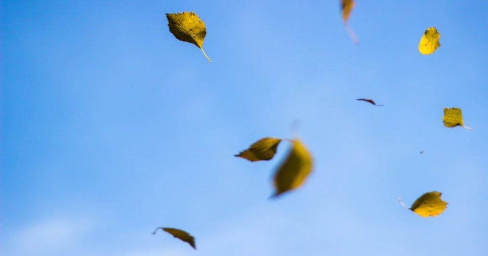 høstløv mot blå himmel